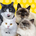 Nash, Buttercup, The Mighty Odin & Queen Annika