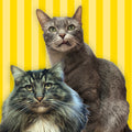 Franklin & Nigel